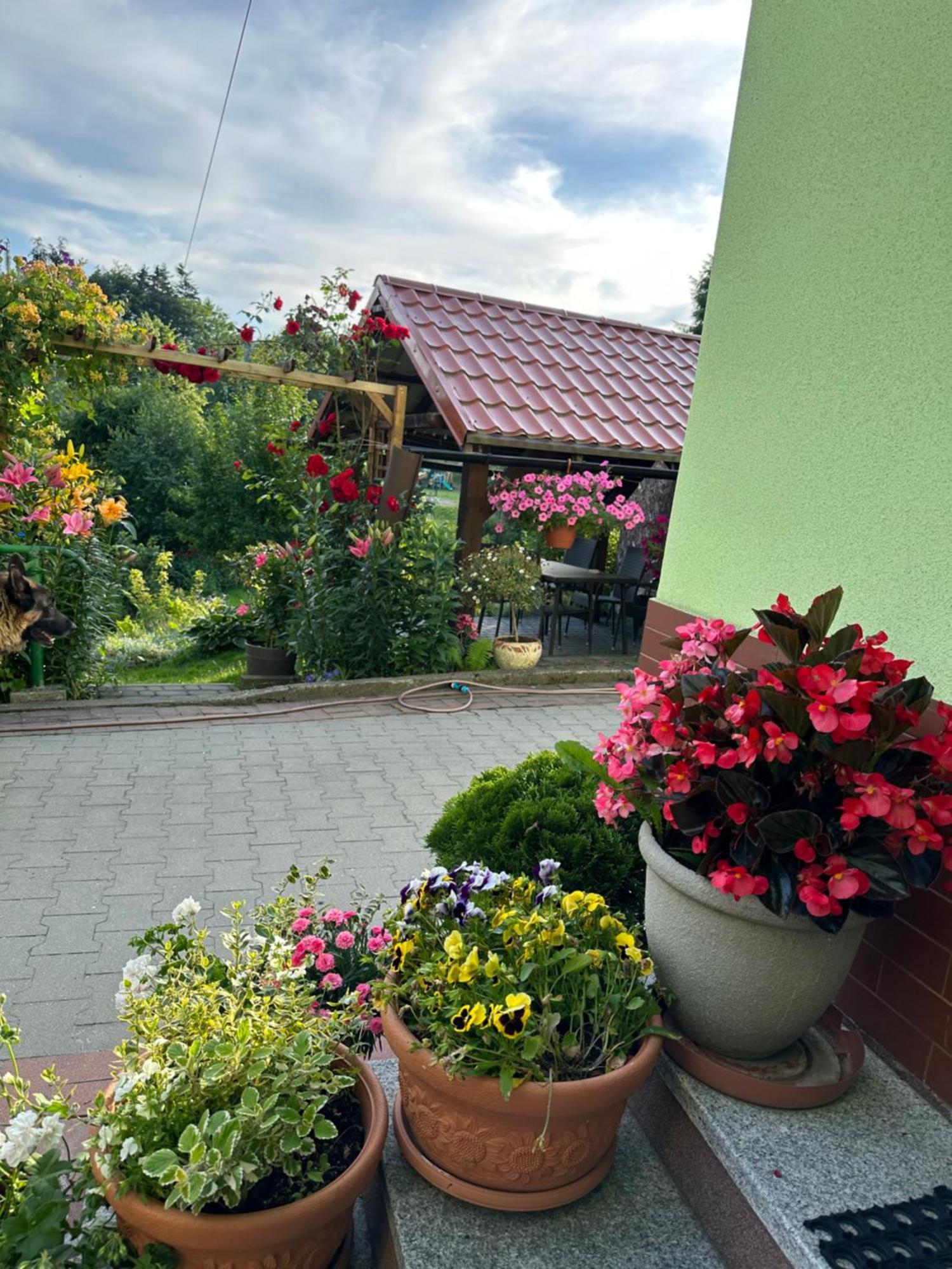 Mr. Sowa Sokolec Apartment Ludwikowice Klodzkie ภายนอก รูปภาพ